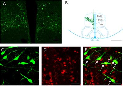 Social Isolation Modulates CLOCK Protein and Beta-Catenin Expression Pattern in Gonadotropin-Inhibitory Hormone Neurons in Male Rats